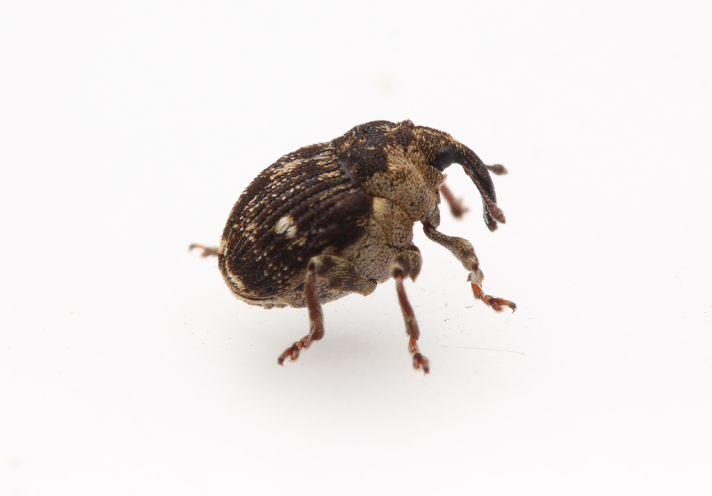 Small Nettle Weevil, photo 1 of 10