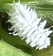 Euphyllura