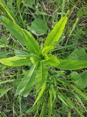 Cirsium arvense