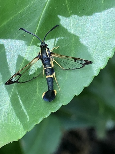 Dogwood Borer Moth photo 4