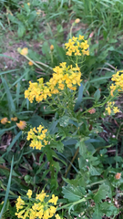 Barbarea vulgaris