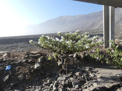 Nolana aplocaryoides