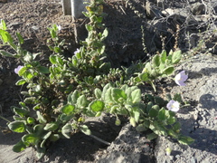 Cristaria integerrima