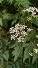 Anthriscus sylvestris