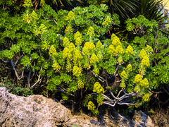 Aeonium arboreum
