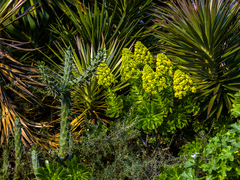 Aeonium arboreum