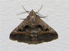 Acantholipes trajecta