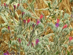 Echium judaeum