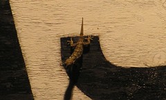 Tarentola mauritanica mauritanica