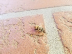 Apis mellifera