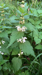 Lamium album