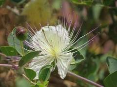 Capparis zoharyi