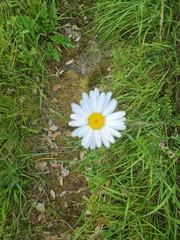 Leucanthemum vulgare
