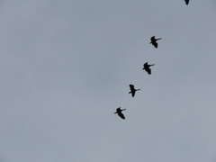 Dendrocygna autumnalis