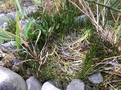 Carmichaelia uniflora