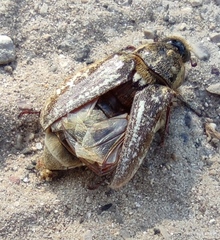 Anoxia maculiventris