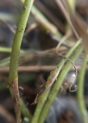 Carmichaelia uniflora