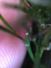 Carmichaelia uniflora