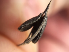 Carmichaelia uniflora