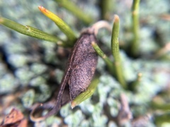 Carmichaelia uniflora