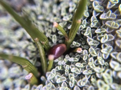 Carmichaelia uniflora