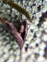 Carmichaelia uniflora