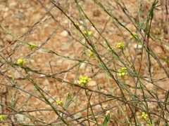 Magnoliopsida