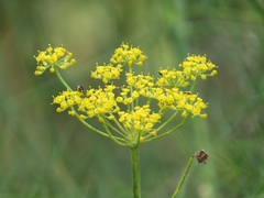 Foeniculum vulgare