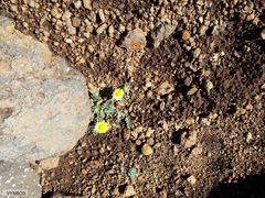 Arctotis arctotoides