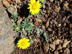 Arctotis arctotoides