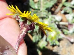 Arctotis arctotoides