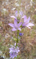 Campanula rapunculus
