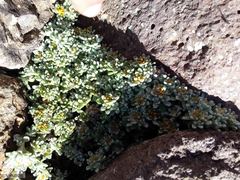 Helichrysum lineatum