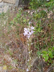 Campanula rapunculus