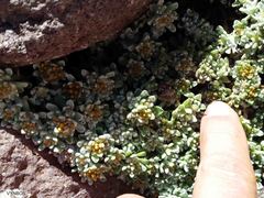 Helichrysum lineatum