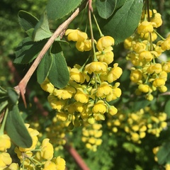 Berberis