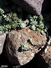 Helichrysum lineatum
