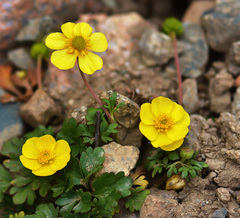 Ranunculus gelidus