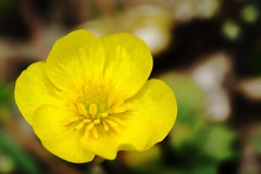 Ranunculus gelidus