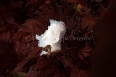 Goniodoris nodosa