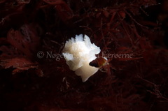 Goniodoris nodosa
