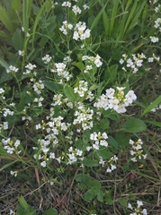 Arabidopsis arenosa