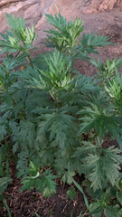 Artemisia vulgaris