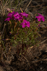 Oxalis droseroides