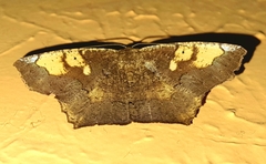 Paragonia cruraria