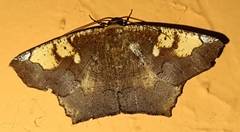 Paragonia cruraria