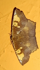 Paragonia cruraria