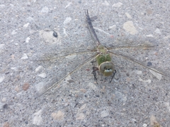 Anax junius