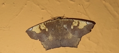 Paragonia cruraria
