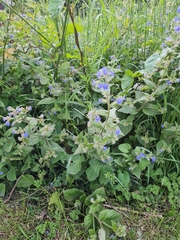 Pentaglottis sempervirens